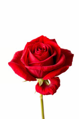 Fototapeta premium Single red rose blossom, a beautiful symbol of love and romance, isolated on white