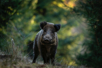 Wild boar in the spring forest. Wild boar piglets in the forest. European nature. Group of wild...