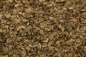 Fennel Seeds for Herbal and Culinary Use
