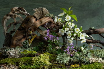 Soft cherry blossoms and vibrant wild geraniums bloom in a mysterious spring atmosphere. A dreamy...