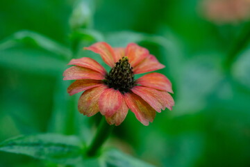 Close-up of a Red Flower in Pretoria National Botanical Gardens