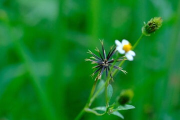 Wildflower in Pretoria National Botanical Gardens