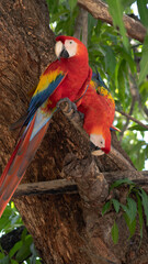 macaw red blue yellow green parrot 2