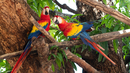 macaw red blue yellow green parrot 3