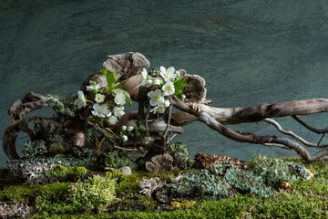 Soft cherry blossoms and vibrant wild geraniums bloom in a mysterious spring atmosphere. A dreamy...