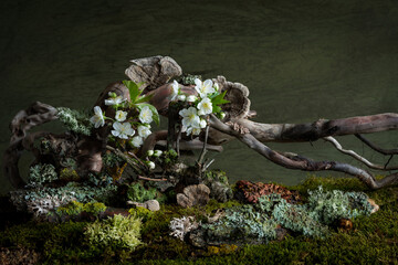 Soft cherry blossoms and vibrant wild geraniums bloom in a mysterious spring atmosphere. A dreamy...