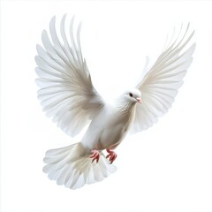 White dove soaring gracefully against a clean background, showcasing its elegant wings in mid-flight amidst a serene atmosphere