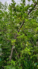 Custerd Apples trees 