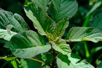 Plant in Pretoria National Botanical Gardens