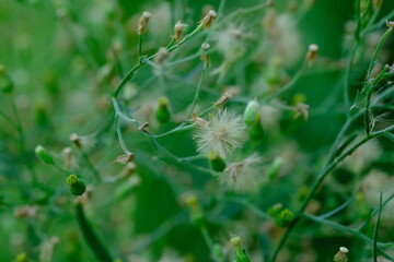 Wildflower in Pretoria National Botanical Gardens