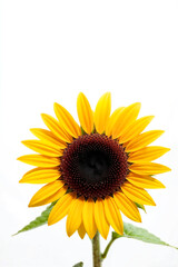 Fototapeta premium Yellow sunflower blossom, a bright isolated summer flower against a white background, perfect for nature and garden themes