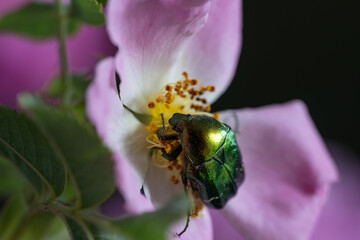 A vibrant green beetle rests delicately on a blooming wild rose, its metallic sheen contrasting...