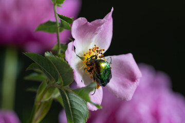 A vibrant green beetle rests delicately on a blooming wild rose, its metallic sheen contrasting...