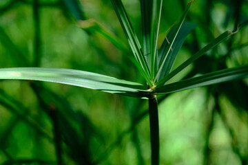 Close-up of a Green Plant in Pretoria National Botanical Gardens