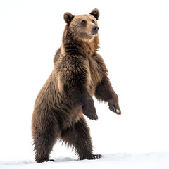 Obraz premium A large brown bear stands on its hind legs in the snow, isolated on transparent background