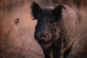 Wild boar in the spring forest. Wild boar piglets in the forest. European nature. Group of wild...