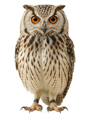 Naklejka premium Majestic Owl with Striking Orange Eyes and Intricate Feather Patterns, Perfectly Positioned for a Stunning Portrait, Isolated on Transparent and White Background