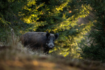 Wild boar in the spring forest. Wild boar piglets in the forest. European nature. Group of wild...