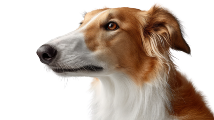 Elegant Borzoi: The noble Borzoi, with its distinctive long snout, silky coat, and expressive eyes, exuding a sense of elegance and grace, epitomizing the breed's refined and regal nature.