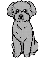 トイプードル　白黒　犬のイラスト　toy poodle	
