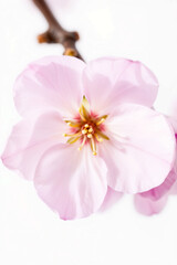 Pink cherry blossom flowers blooming beautifully, isolated on white