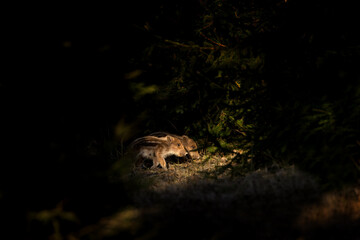 Wild boar in the spring forest. Wild boar piglets in the forest. European nature. Group of wild...