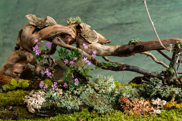 Wild geranium and veronica flowers bloom in a romantic spring composition, kissed by the breeze....