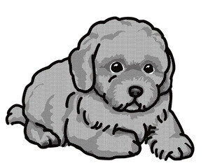 トイプードル　白黒　犬のイラスト　toy poodle	
