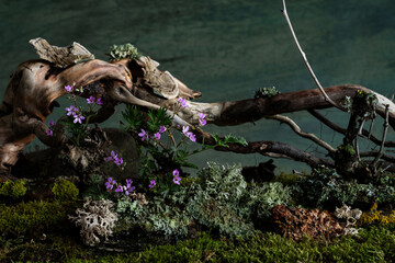 Wild geranium and veronica flowers bloom in a romantic spring composition, kissed by the breeze....