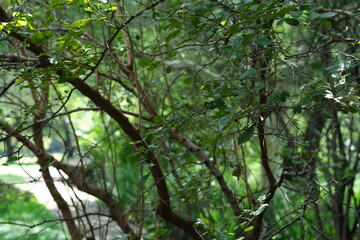 Forest Vegetation in Pretoria National Botanical Gardens