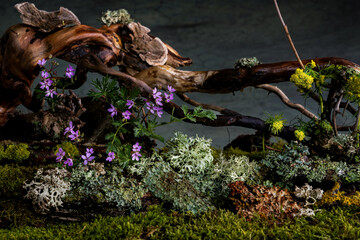 Wild geranium and veronica flowers bloom in a romantic spring composition, kissed by the breeze. Moss and lichen complement the scene, creating natural harmony and delicate beauty