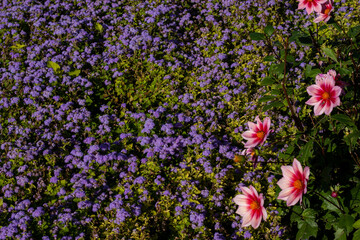 purple flower carpet
