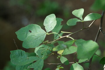 Leaves in Pretoria National Botanical Gardens