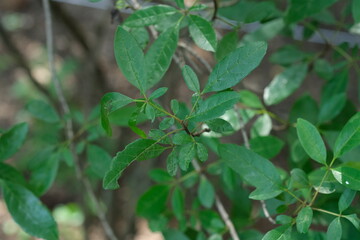 Green Leaves in Pretoria National Botanical Gardens