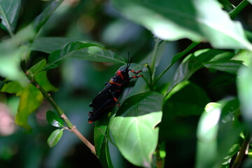 Insect on Leaf
