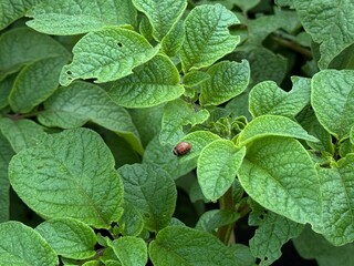 Colorado potato beetle larvae on eaten away potato leaf. Close-up. An illustration about protecting...