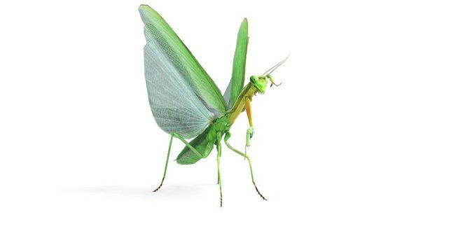 praying mantis on white background