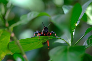 Insect on Leaf