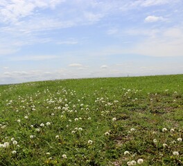 The field of dandelions on a sunny day.