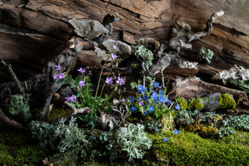 Wild geranium and veronica flowers bloom in a romantic spring composition, kissed by the breeze....