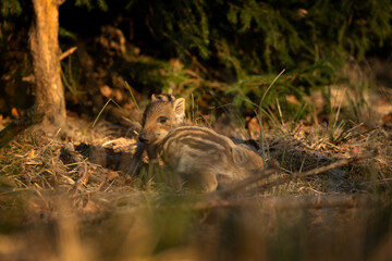 Wild boar in the spring forest. Wild boar piglets in the forest. European nature. Group of wild...