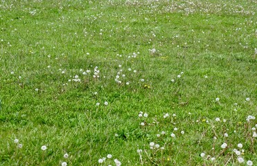 A close view of the green grass and the dandelions.