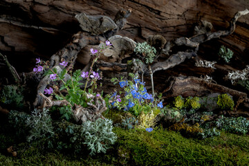Wild geranium and veronica flowers bloom in a romantic spring composition, kissed by the breeze. Moss and lichen complement the scene, creating natural harmony and delicate beauty
