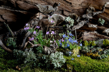 Wild geranium and veronica flowers bloom in a romantic spring composition, kissed by the breeze....