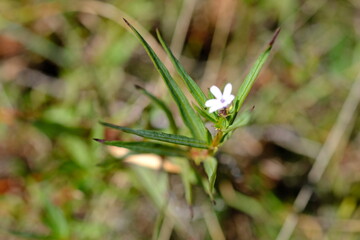 Flower in Walter Sisulu National Botanical Garden
