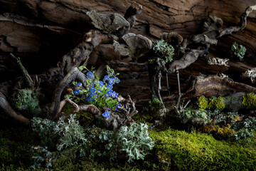 Wild geranium and veronica flowers bloom in a romantic spring composition, kissed by the breeze....