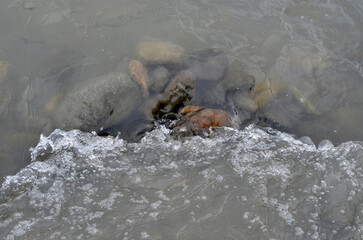 dog swimming in the water
