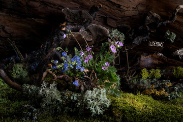 Wild geranium and veronica flowers bloom in a romantic spring composition, kissed by the breeze....