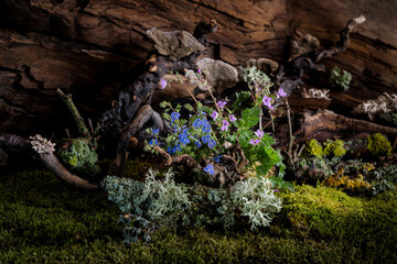 Wild geranium and veronica flowers bloom in a romantic spring composition, kissed by the breeze....
