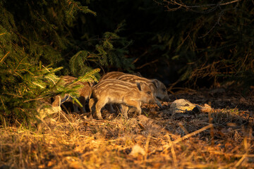 Wild boar in the spring forest. Wild boar piglets in the forest. European nature. Group of wild...